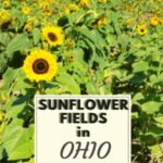 large field of yellow sunflowers in ohio