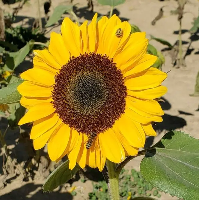 bee and ladybug on a sunflower