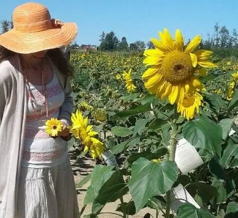 admiring the sunflowers at maria's field of hope in avon ohio