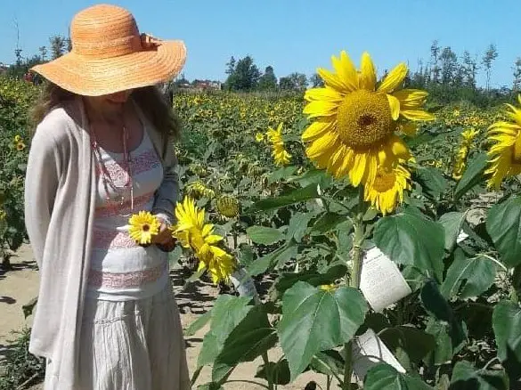 admiring the sunflowers at maria's field of hope in avon ohio