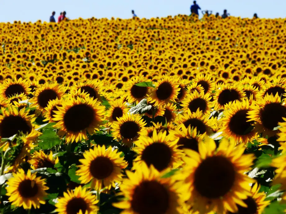 large field of sunflowers