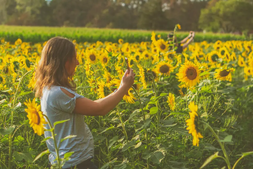 girl taking a picture in a sunflower field