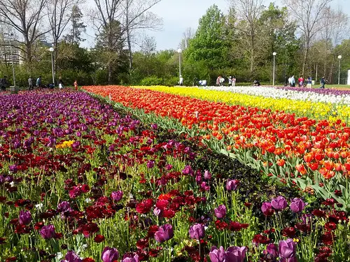 flowers in rows at a flower festival in Australia