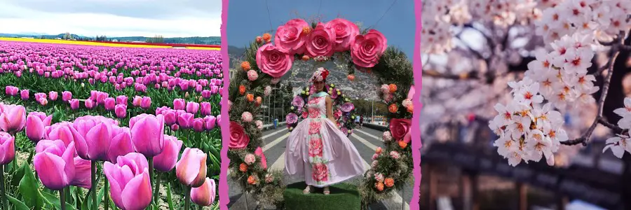 Trio of 3 of the best flower fields in the world