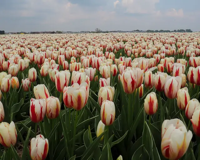 white tulips displayed at the best flower festival in the world in the netherlands