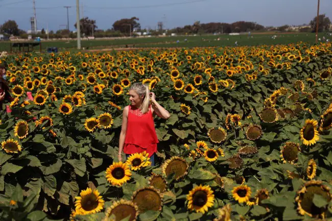 lady surrounded by sunflowers in the best flower field in the world in California USA