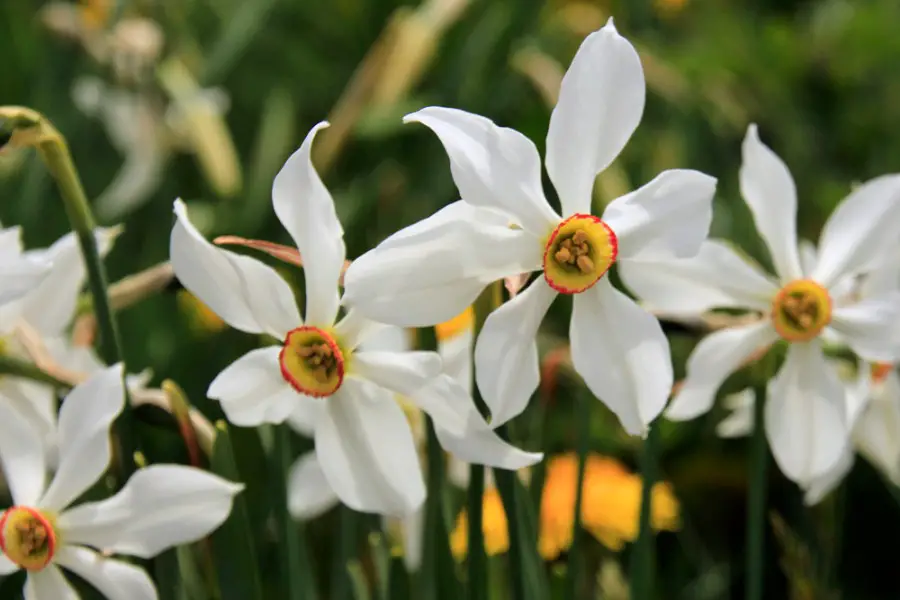 white daffodils in the best flower field around the world in Switzerland