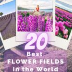 purple flowers in flower fields