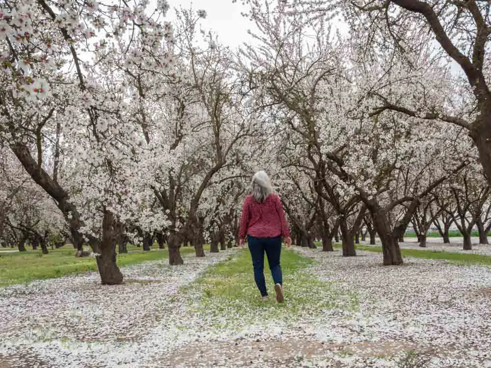 lady walking among almond blossoms in a beautiful flower field in the USA