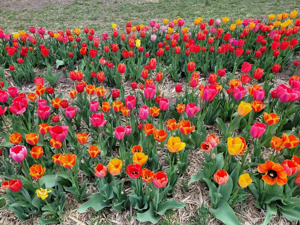 closeup on tulips at one of the most beautiful flower festivals in the world