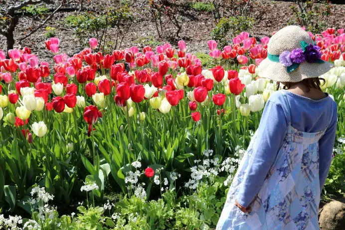 small girl admiring beautiful tulips at the best flower festival in the world