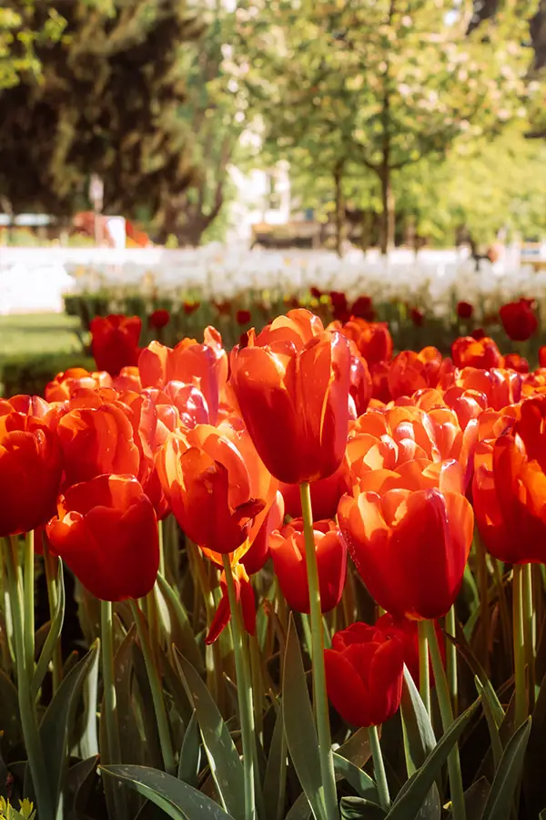 Tulips at beautiful flower field around the world