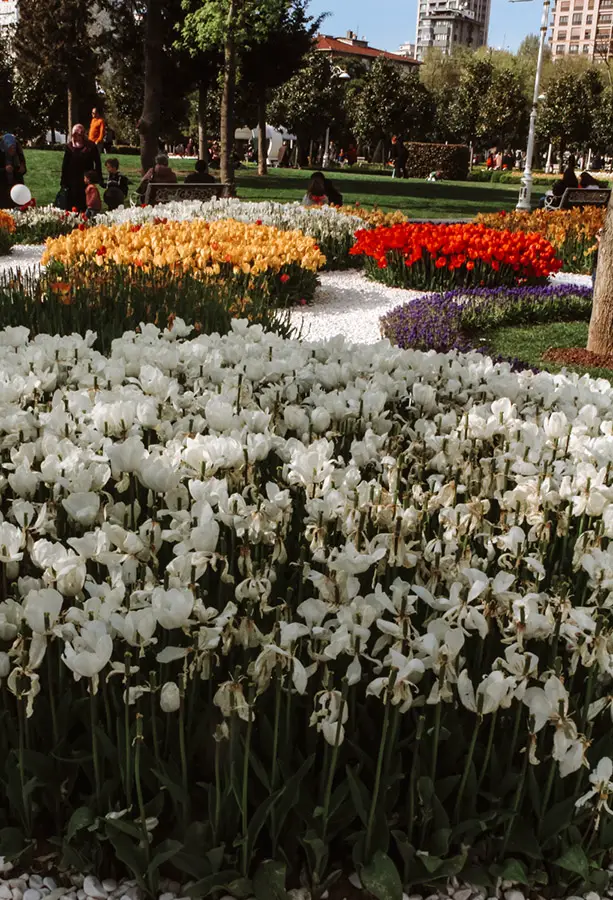 Tulips at beautiful flower field in the world