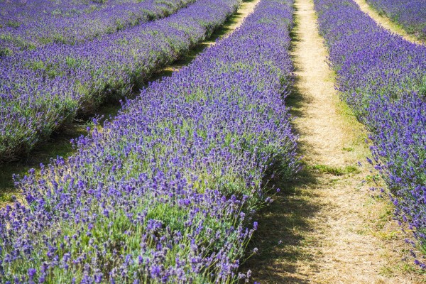 purple flowers in a beautiful flower field in England