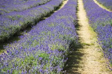 Stunning Photos of Flower Fields in Bloom Around the World