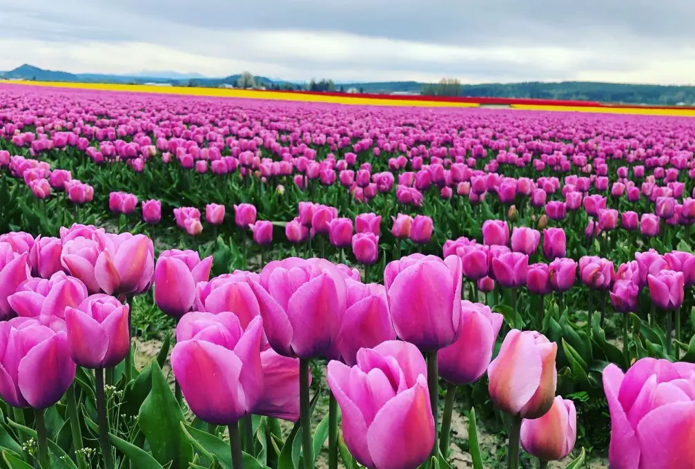 Tulips at one of the best flower festivals in the world