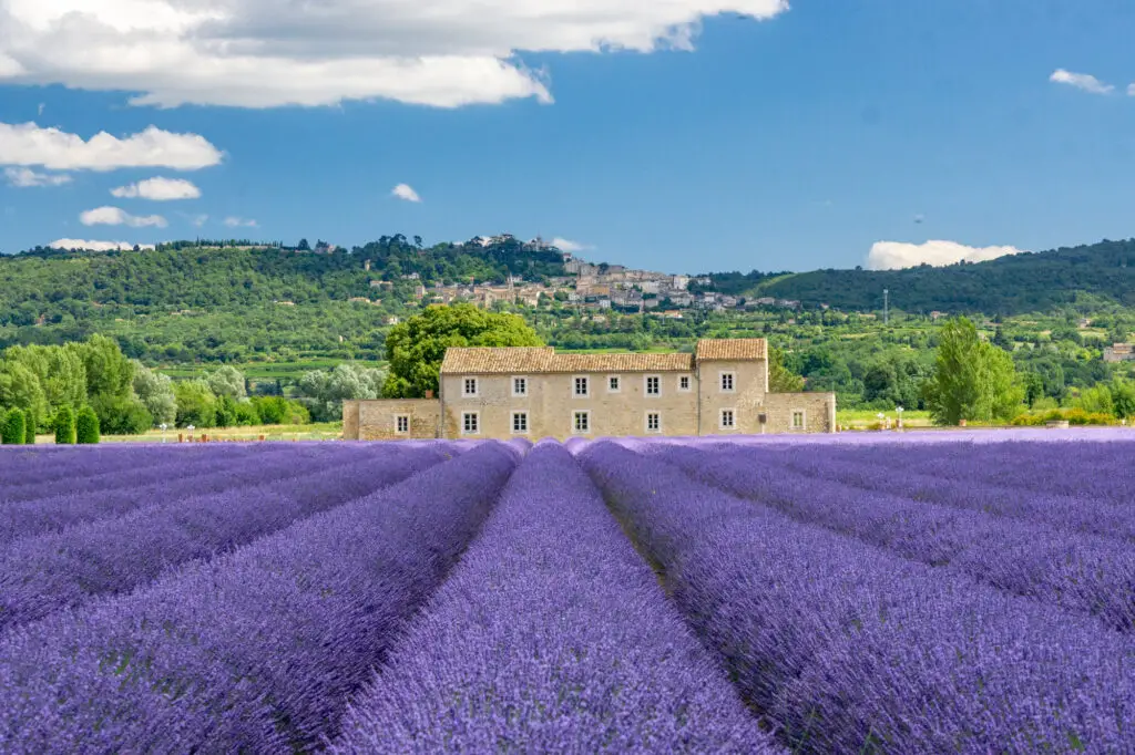 rows of lavender in one of the top flower fields in the world in Provence