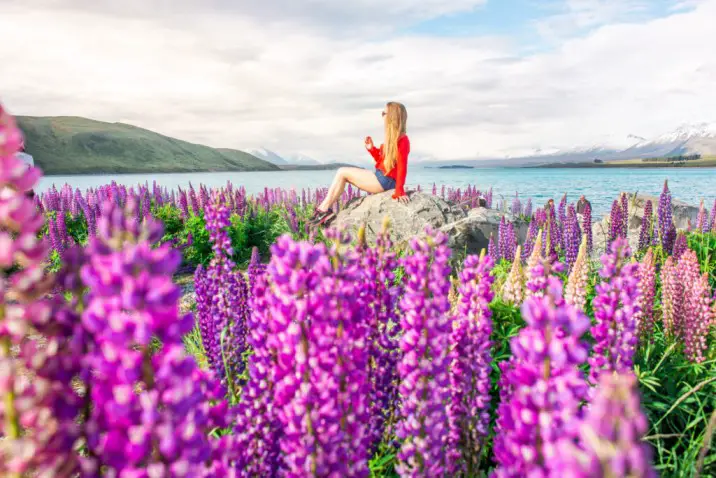 lady sitting in middle of beautiful lupin flower field