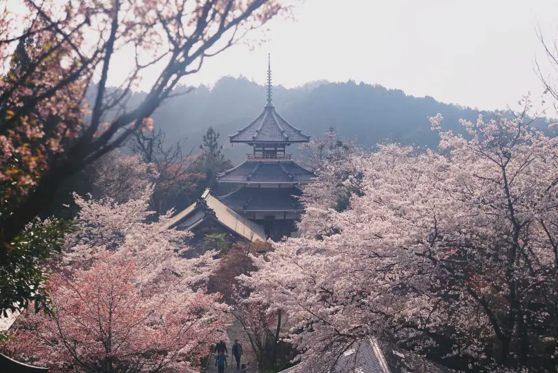 building behind beautiful flowering trees in a Japanese flower field