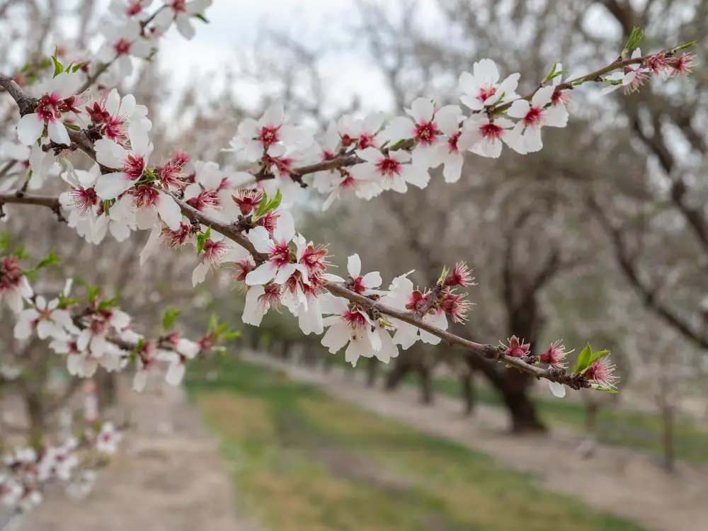 beautiful flowering tree at one of the best flower fields in the world