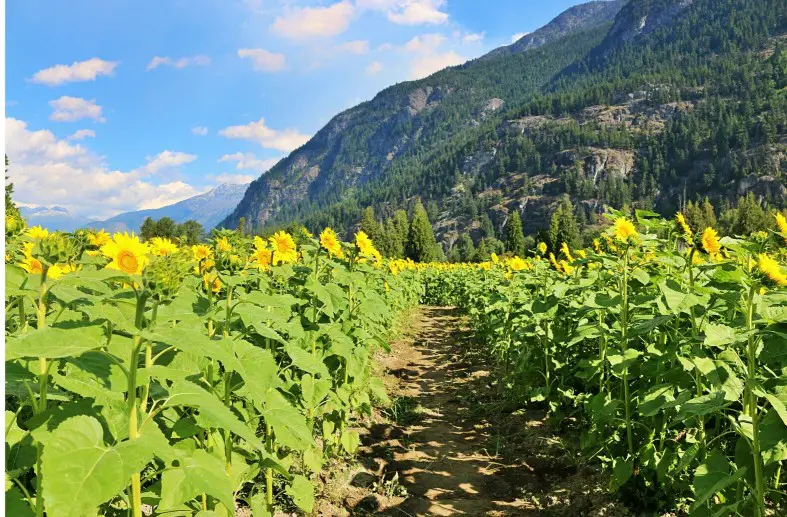 sunflowers in front of a mountain in the best sunflower field in the world in Pemberton