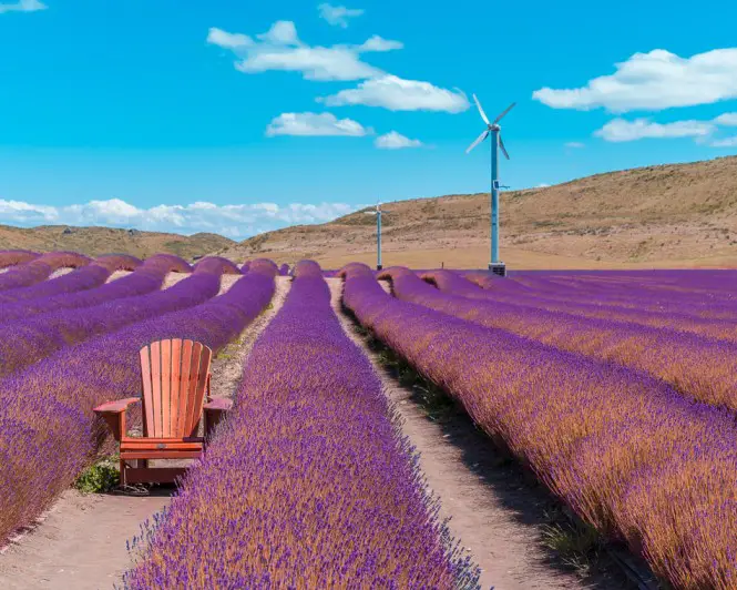 chair in the middle of lavender flower field with windmill