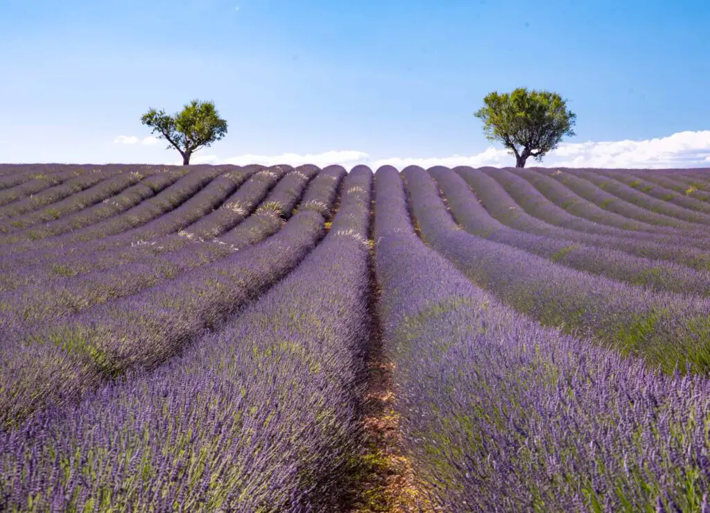 rows of lavender in one of the top flower fields around the world in Provence France