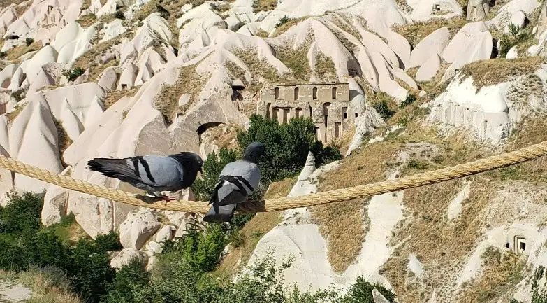 pigeons perched in front of Pigeon Valley in Cappadocia