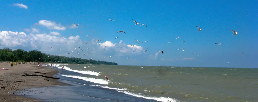 seagulls on the beach shore at Mentor Headlands State Park Beach - best beach in ohio