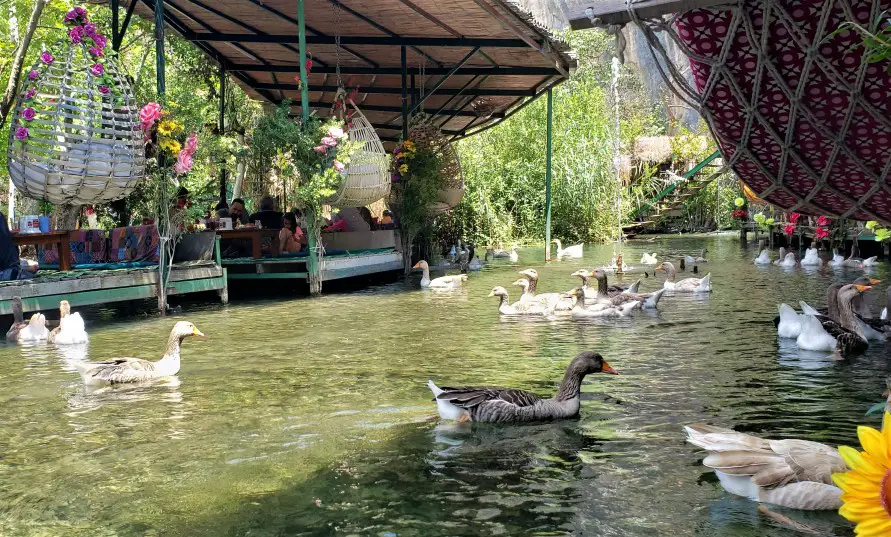 ducks in river at Saklikent Gorge lunch Turkey