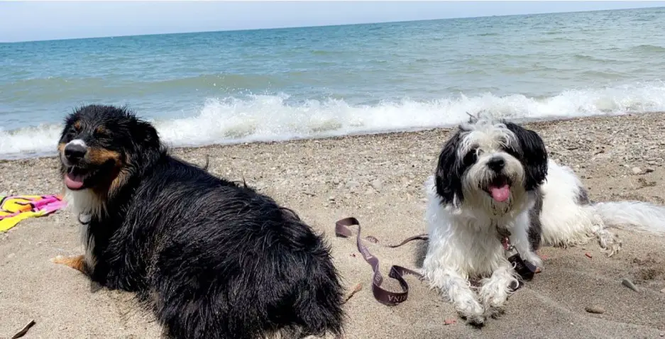 2 dogs on the sandy beach at the mentor lagoons beach near cleveland ohio