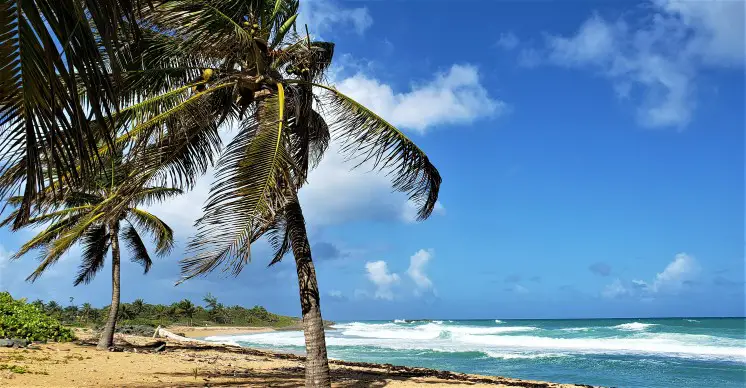 palm tree on the beach in front of the water as travelers are Enjoying the Beach in Pinones during our 3 day trip to Puerto Rico