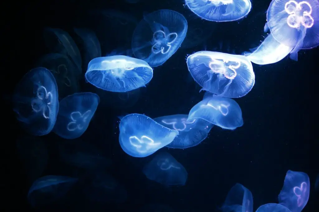 Blue Bioluminescent Plankton in Puerto Rico