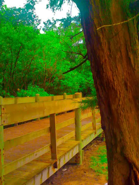 wooden boardwalk at Piñones_Forest Puerto Rico