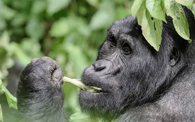 Travel Specials 1 Gorilla and chimps uganda 1