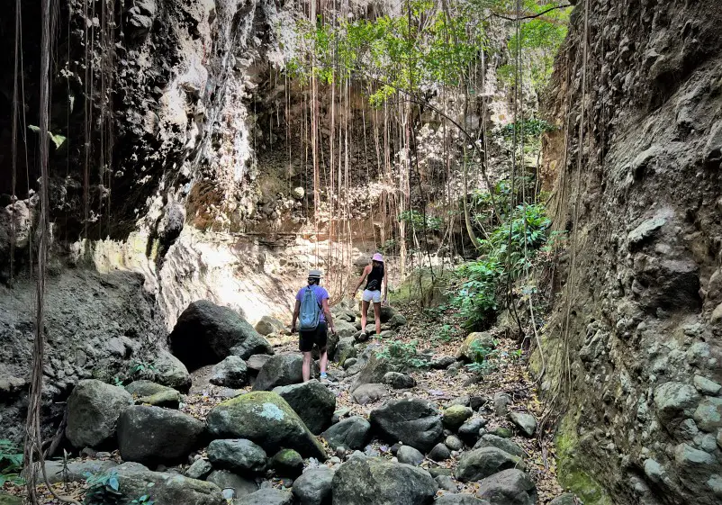 in a raving with vines hanging all around while hiking in st kitts