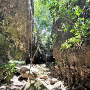 Vines hanging in a large ravinge while Hiking in St Kitts to Bat Cave