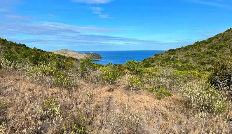 brush and shrubs with water in the horizon on the hike to shipwreck in st kitts