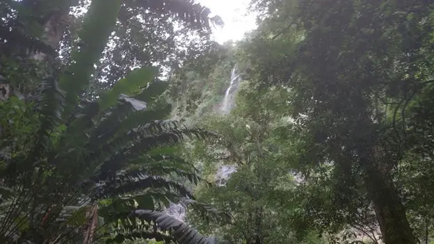 peaking through the trees and bushes at a very tall Maracas Waterfall -tallest in Trinidad