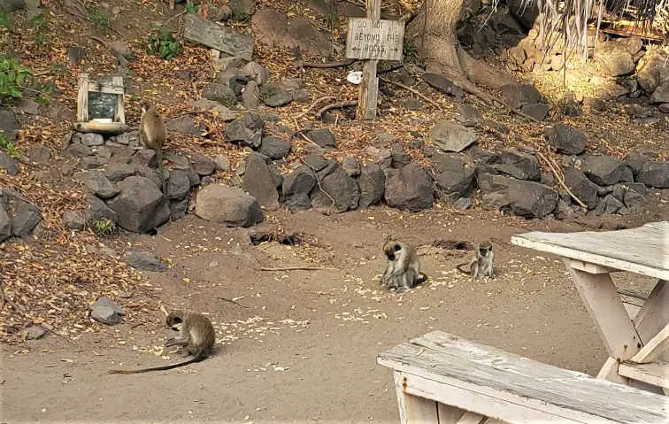 four Monkeys on the ground eating  at Shipwreck Beach in St kitts