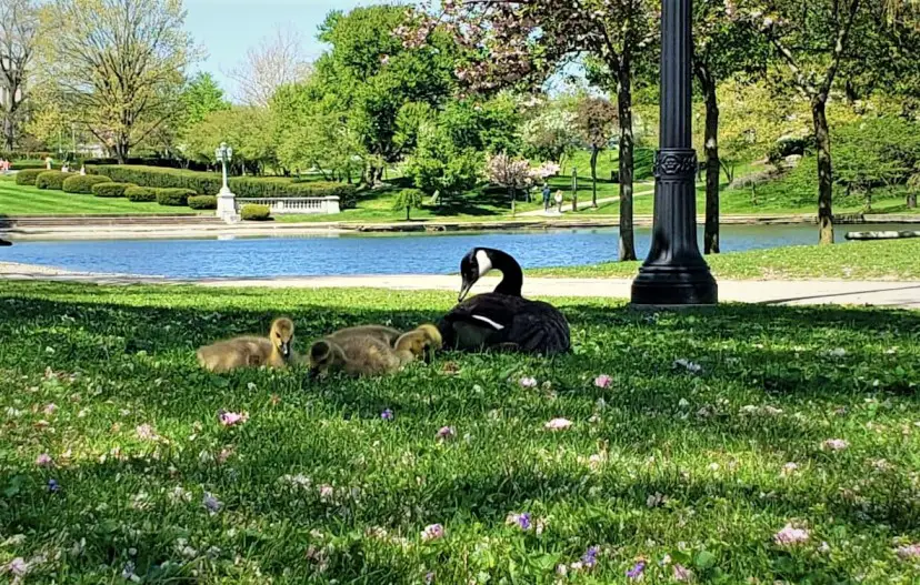 baby ducks in the grass with a pond in the distance in front of the Cleveland Museum of Art