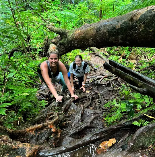 people climbing up an incline with tree roots while hiking Mt Liamuiga volcano