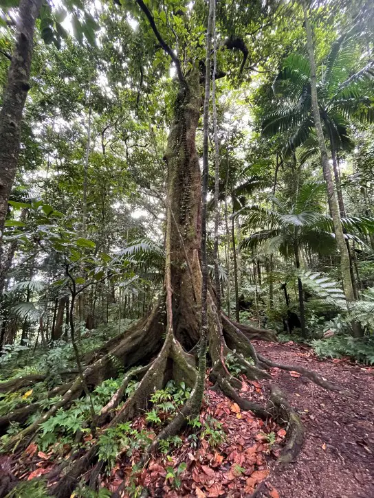 fancy cool tree in the Mt Liamuiga Rainforest on the volcano