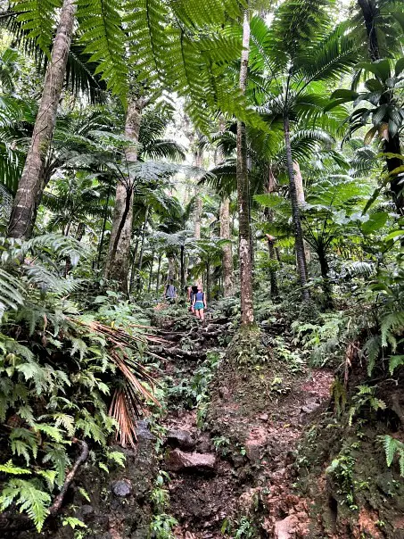 standing in the middle of a rainforest on a rocky path volcano hiking tour in st kitts