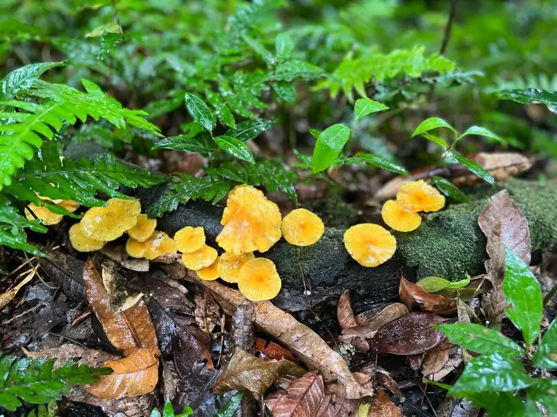 yellow mushrooms on the ground with green leaves surrounding them found on the volcano hike in St Kitts