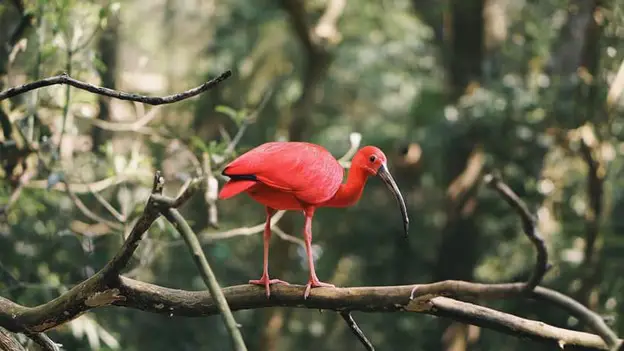 Red Ibis in Trinidad