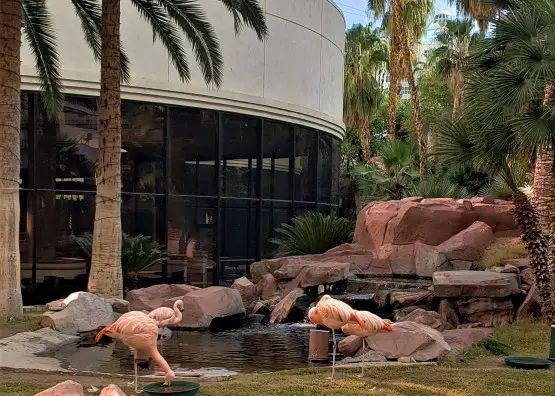 pink flamigoes in a habitat at the Flamingo hotel in Las Vegas