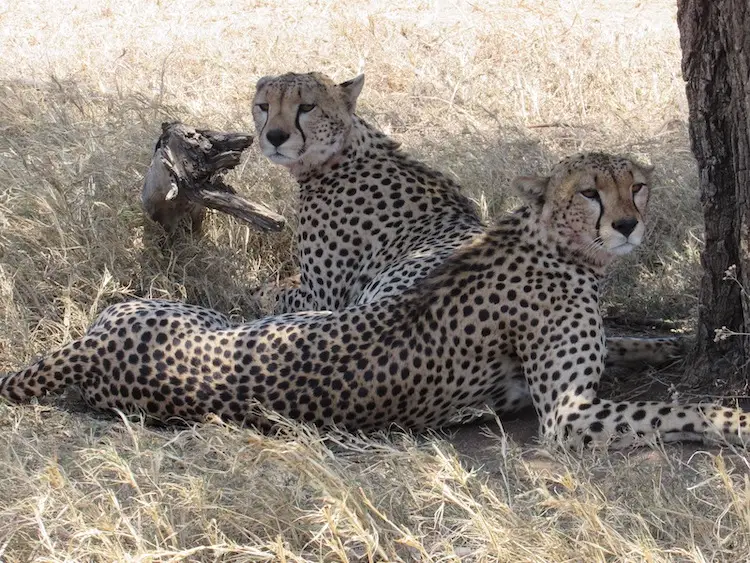 Cheetahs during the migration