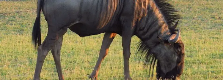 Single wildebeest eating grass on the Serengeti