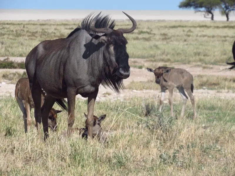 Wildebeest alone with the kids